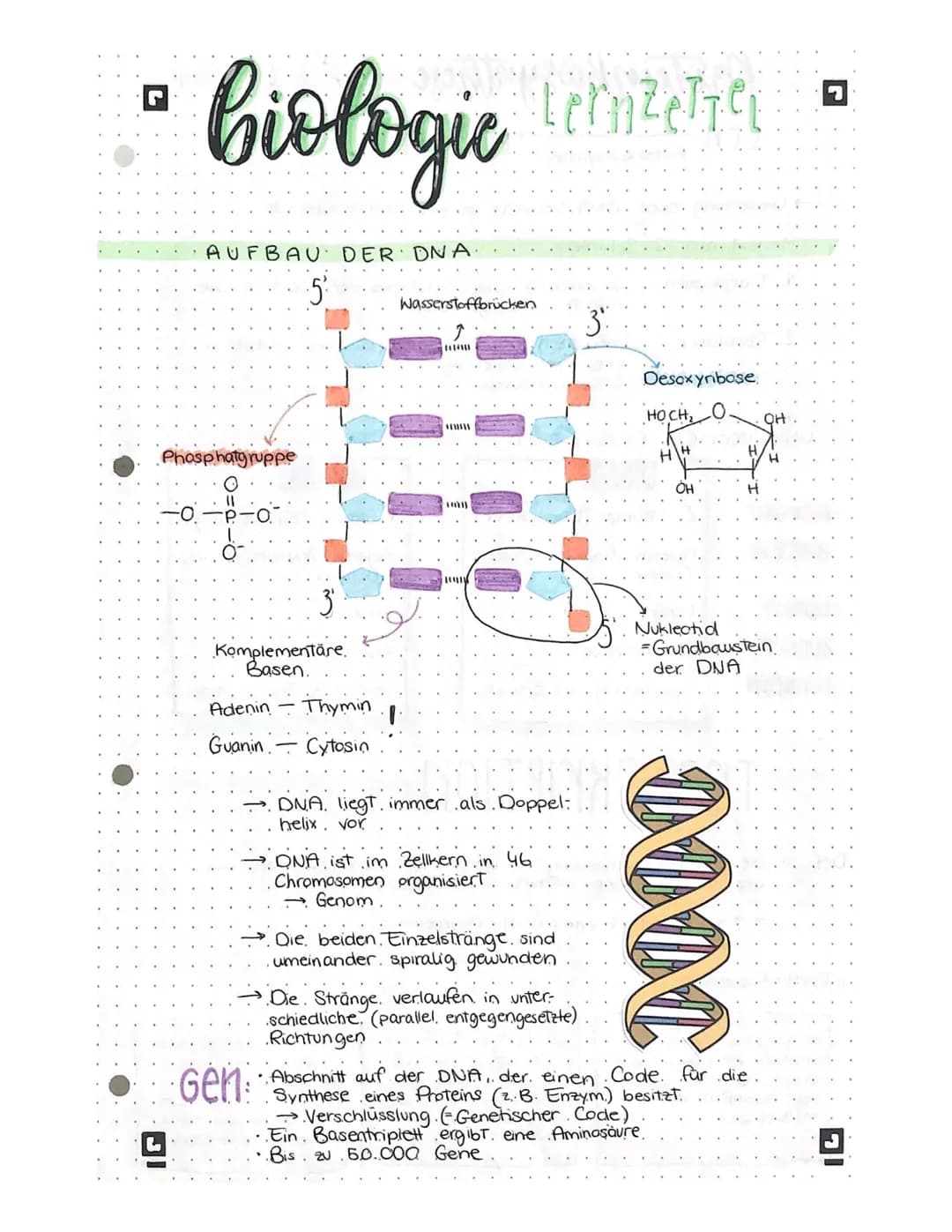 biologic lernteter •
L
AUFBAU DER DNA
Phosphatgruppe
5
3
Komplementäre.
Basen.
Adenin -
Thymin
Guanin Cytosin
Gen
Wasserstoffbrücken
wan
www
