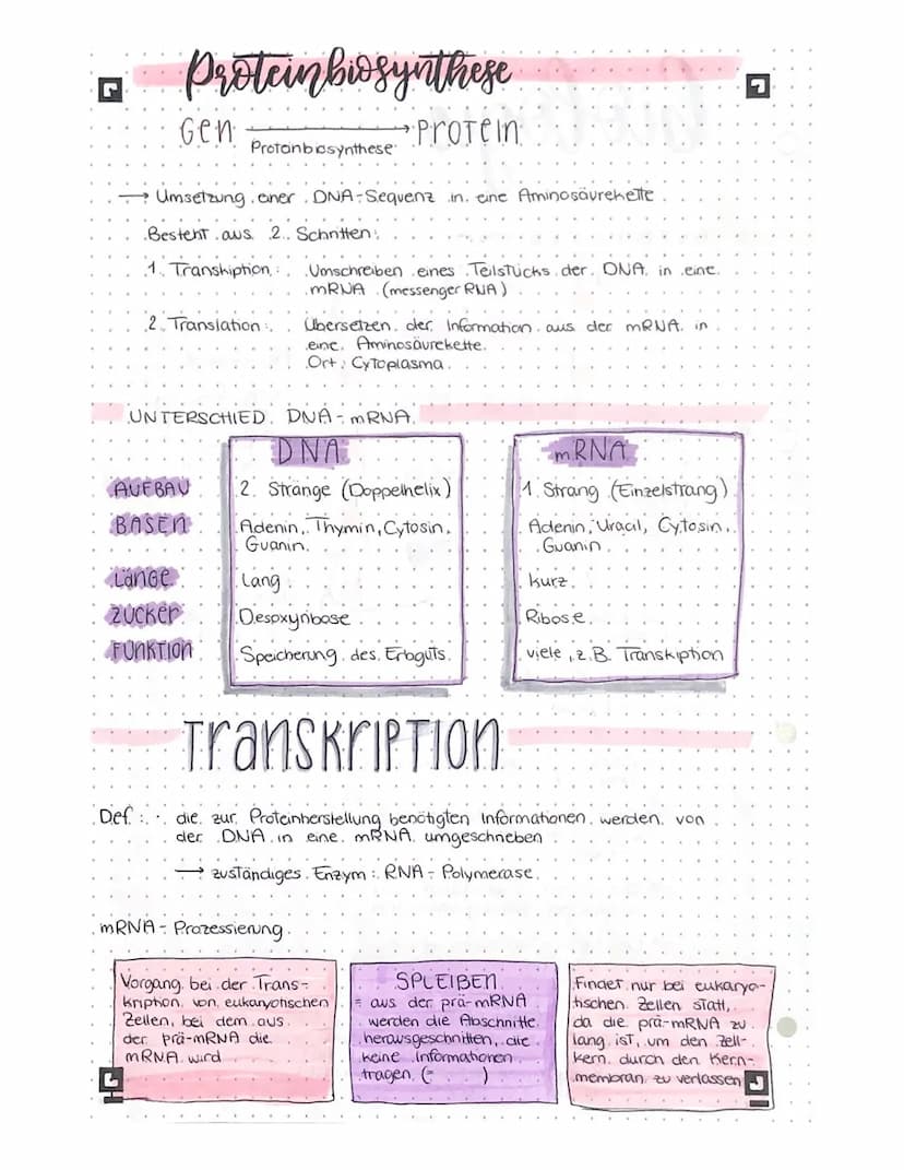 biologic lernteter •
L
AUFBAU DER DNA
Phosphatgruppe
5
3
Komplementäre.
Basen.
Adenin -
Thymin
Guanin Cytosin
Gen
Wasserstoffbrücken
wan
www