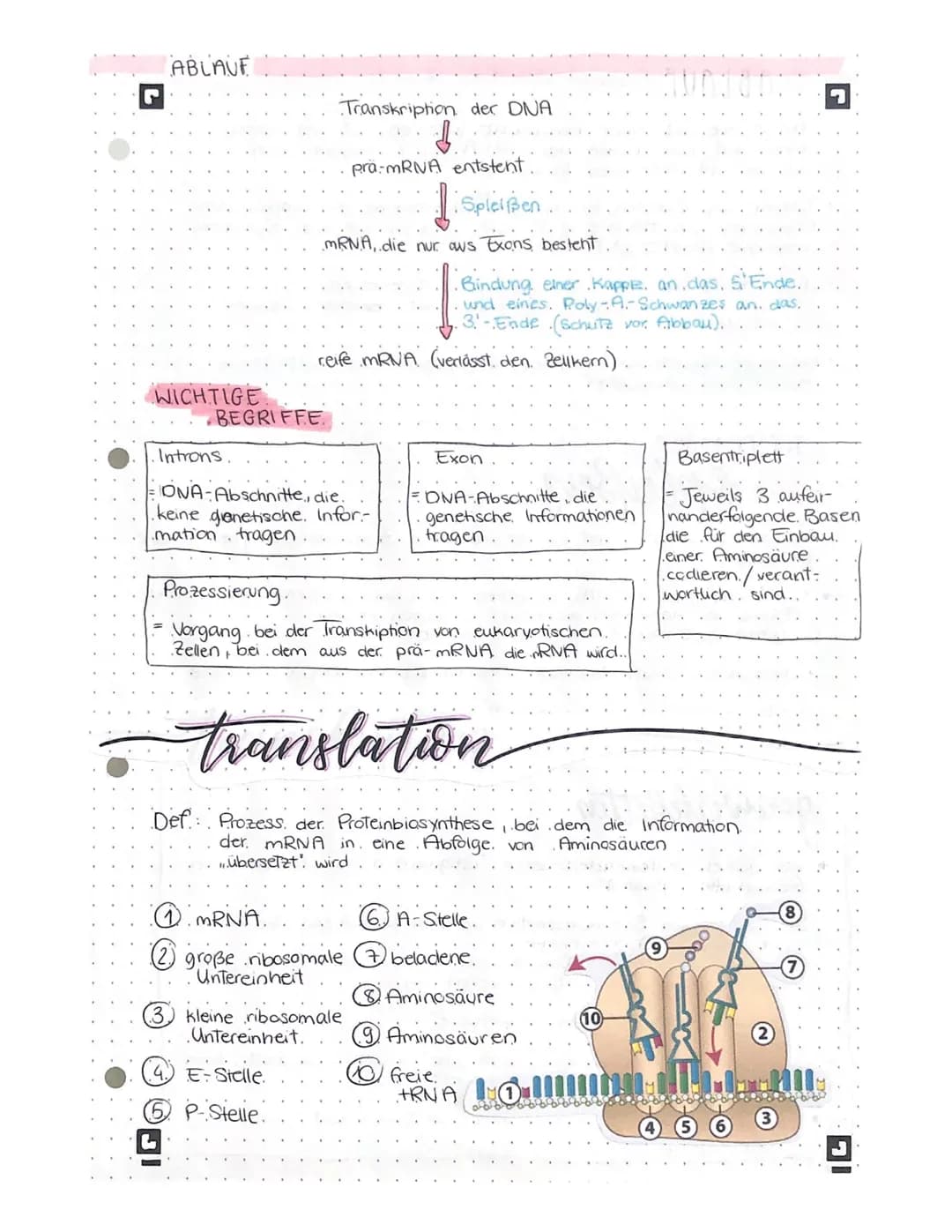 biologic lernteter •
L
AUFBAU DER DNA
Phosphatgruppe
5
3
Komplementäre.
Basen.
Adenin -
Thymin
Guanin Cytosin
Gen
Wasserstoffbrücken
wan
www