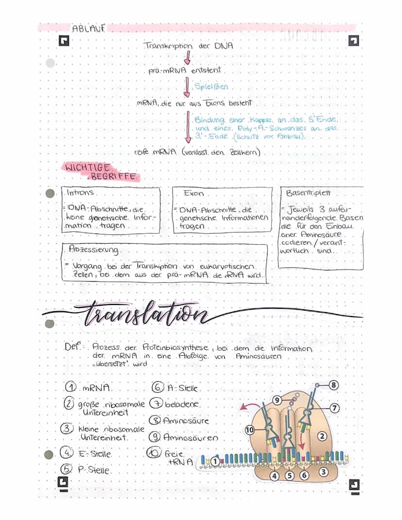 biologic lernteter •
L
AUFBAU DER DNA
Phosphatgruppe
5
3
Komplementäre.
Basen.
Adenin -
Thymin
Guanin Cytosin
Gen
Wasserstoffbrücken
wan
www