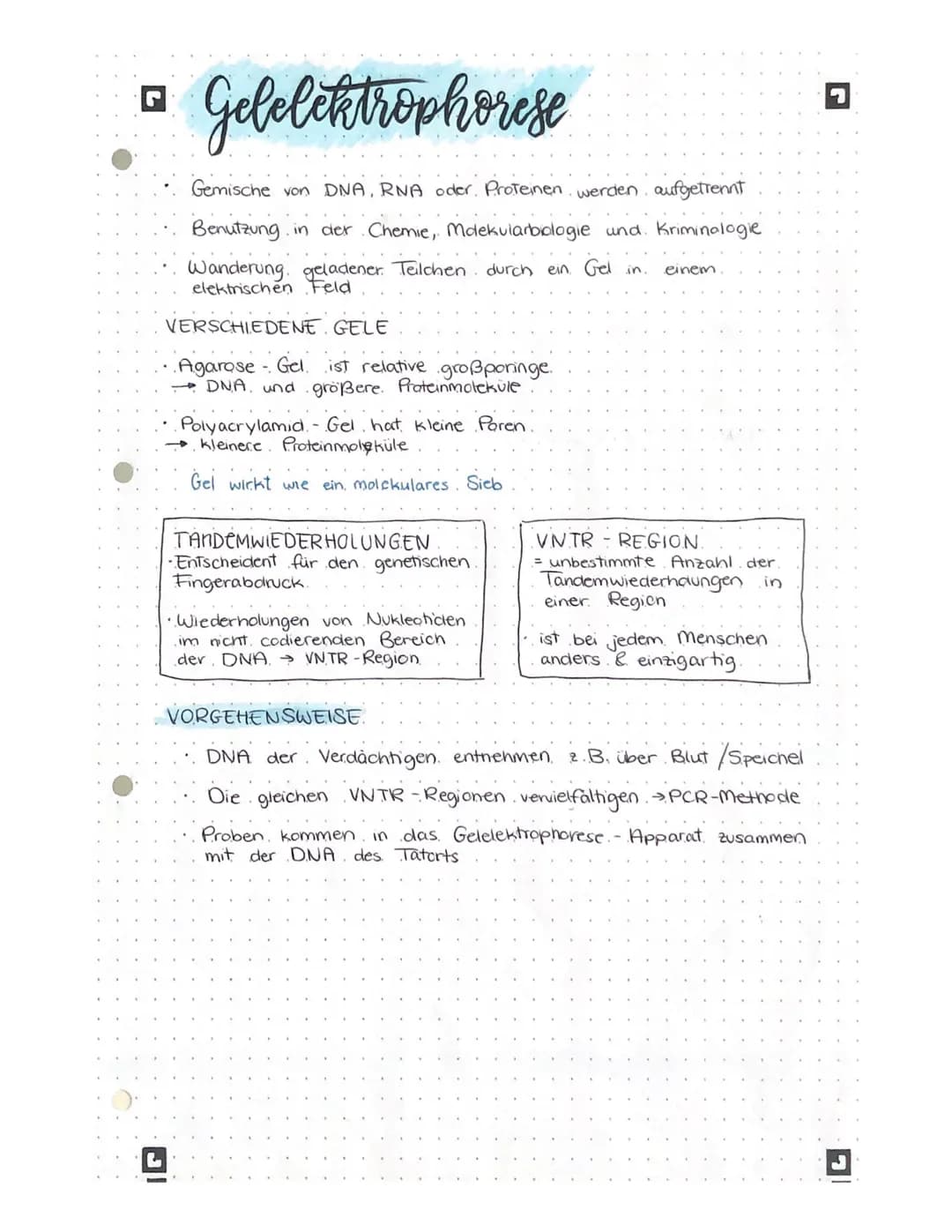 biologic lernteter •
L
AUFBAU DER DNA
Phosphatgruppe
5
3
Komplementäre.
Basen.
Adenin -
Thymin
Guanin Cytosin
Gen
Wasserstoffbrücken
wan
www