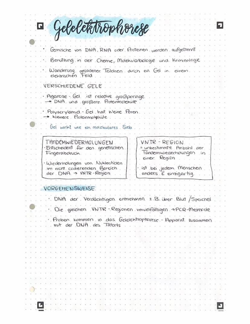 biologic lernteter •
L
AUFBAU DER DNA
Phosphatgruppe
5
3
Komplementäre.
Basen.
Adenin -
Thymin
Guanin Cytosin
Gen
Wasserstoffbrücken
wan
www