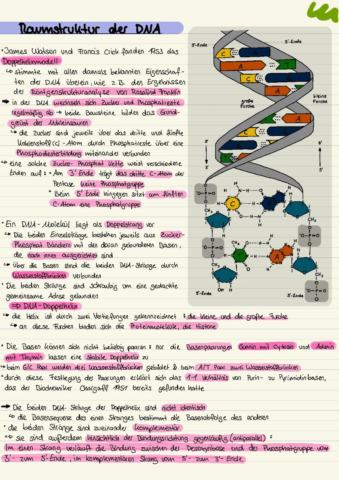 Aufbau der DNA einfach erklärt: Doppelhelix, Nukleotide und mehr