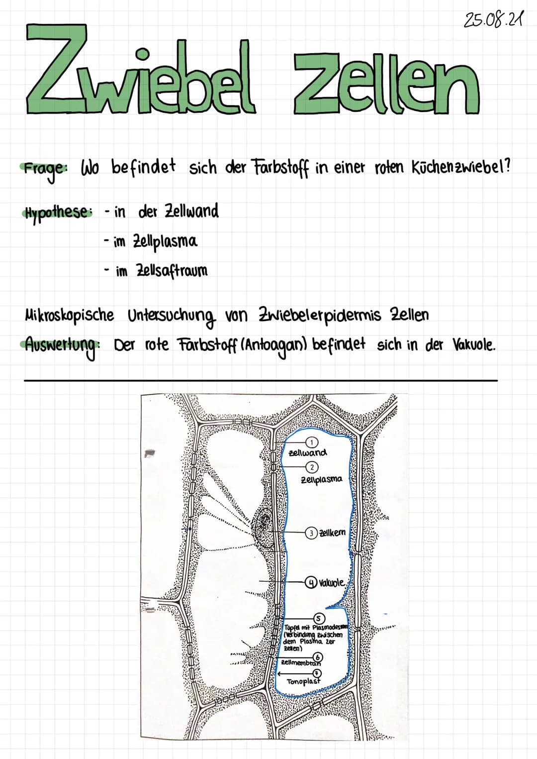WASSERPEST 0¹10921
Frage: Wo befindet sich der grüne Blatt farbstoff in pflanzlichen Zellen?
Hypothese: Das Chlorophyl befindet sich in
der 