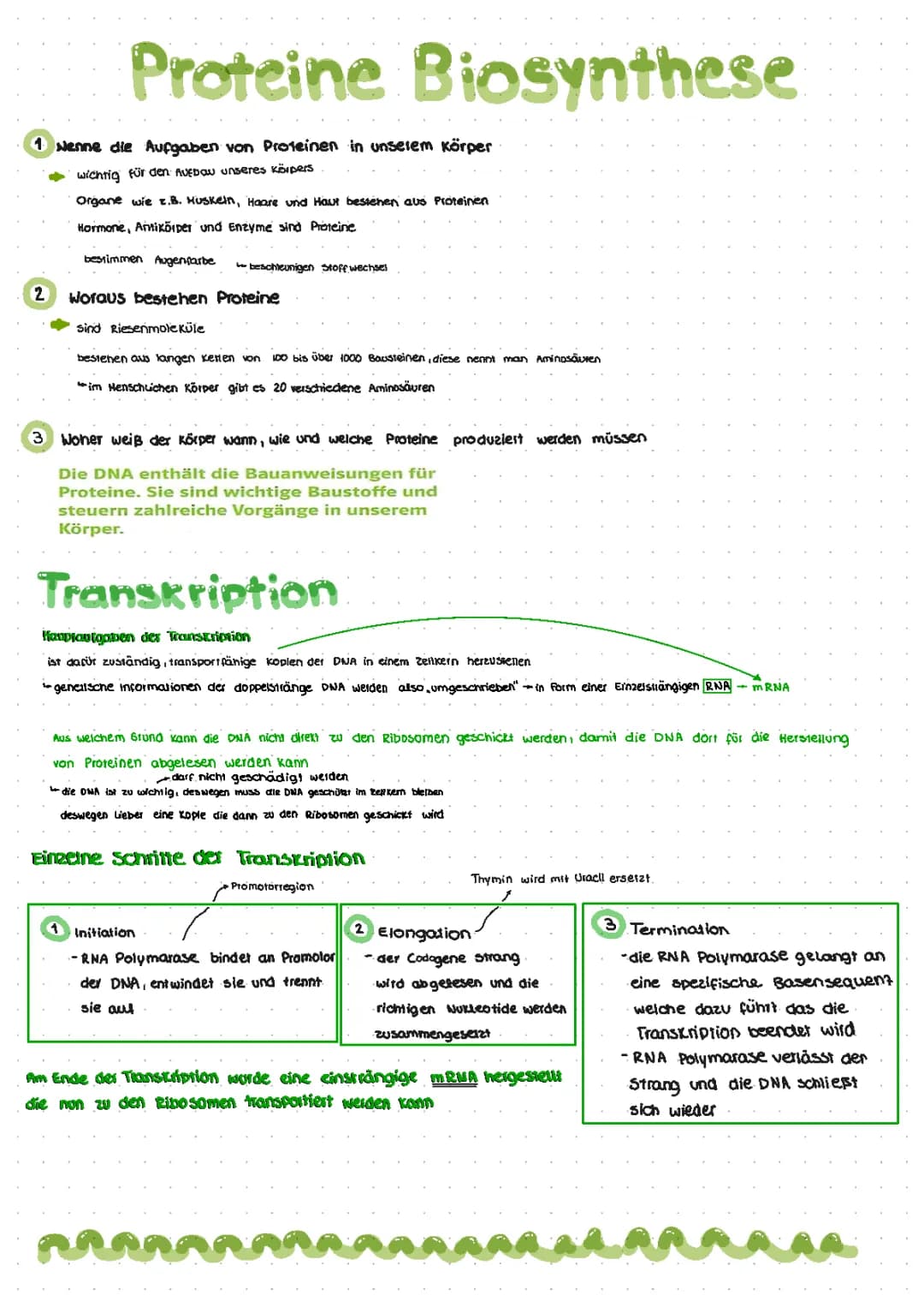 Proteine Biosynthese und Transkription