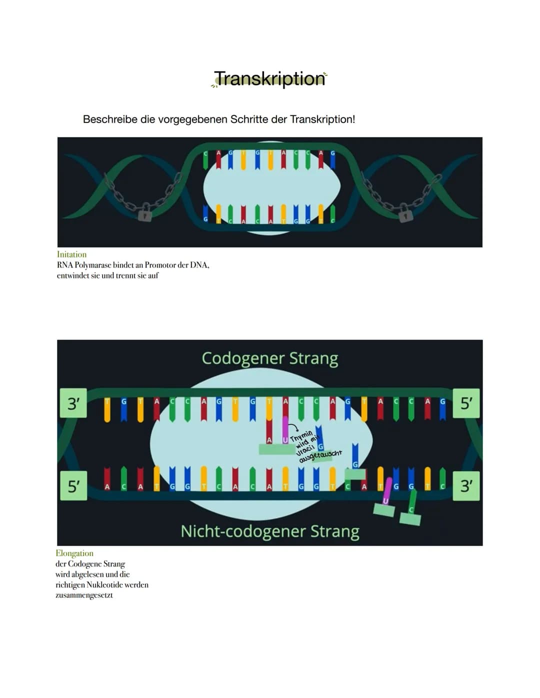 Proteine Biosynthese
1 Nenne die Aufgaben von Proteinen in unserem Körper
wichtig für den Aufbau unseres Körpers
Organe wie z.B. Muskeln, Ha