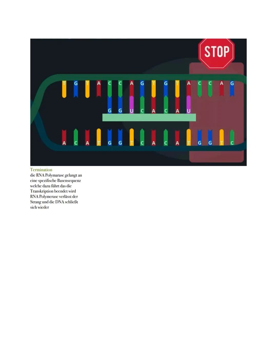 Proteine Biosynthese
1 Nenne die Aufgaben von Proteinen in unserem Körper
wichtig für den Aufbau unseres Körpers
Organe wie z.B. Muskeln, Ha