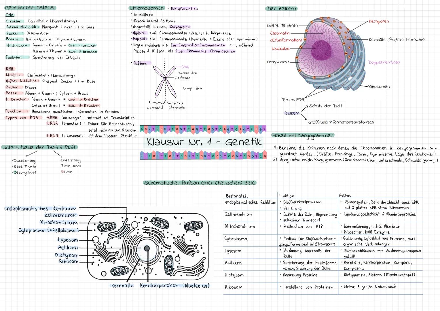 Genetisches Material
DNA
Struktur Doppelhelix (Doppelstrang)
Aufbau Nukliotide: Phosphat, Zucker + eine Base
Zucker Desoxyribose
Basen Adeli