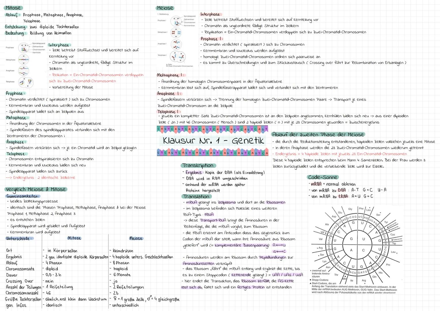 Genetisches Material
DNA
Struktur Doppelhelix (Doppelstrang)
Aufbau Nukliotide: Phosphat, Zucker + eine Base
Zucker Desoxyribose
Basen Adeli