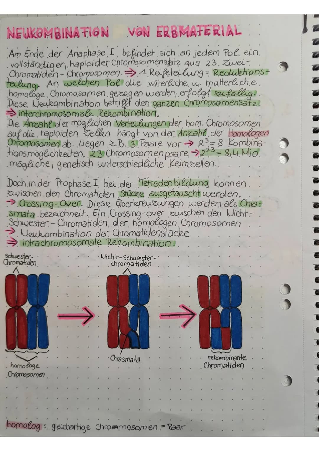 NEUKOMBINATION
VON ERBMATERIAL
Am Ende der Anaphase I befindet sich an jedem Pol. ein.
vollständiger, haploider Chromosomensatz aus 23. Zwei
