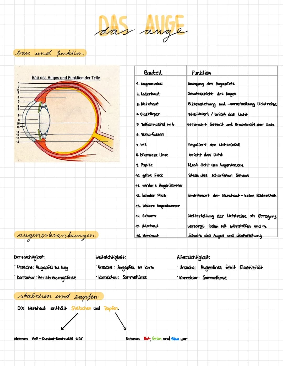 Zusammenfassung ~ Auge