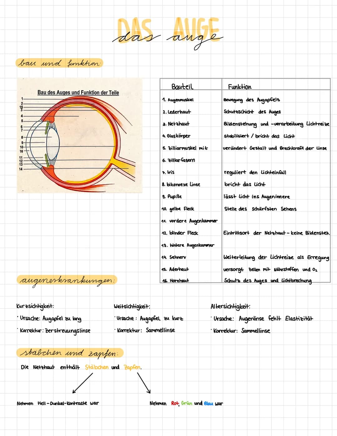 bau und funktion:
4
5
9
8-
10
16
Bau des Auges und Funktion der Teile
augenerkrankungen.
Kurzsichtigkeit:
· Ursache: Augapfel zu lang
Korrek
