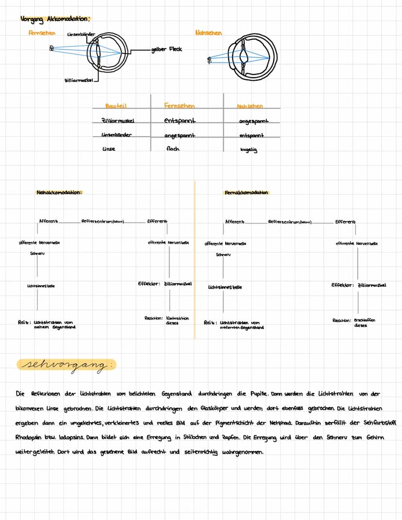 bau und funktion:
4
5
9
8-
10
16
Bau des Auges und Funktion der Teile
augenerkrankungen.
Kurzsichtigkeit:
· Ursache: Augapfel zu lang
Korrek