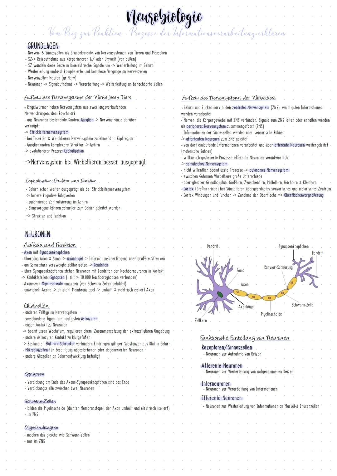 Neurobiologic
Vom. Reiz zur Reaktion Prozesse der Informationsverarbeitung erklaren
GRUNDLAGEN
- Nerven- & Sinneszellen als Grundelemente vo
