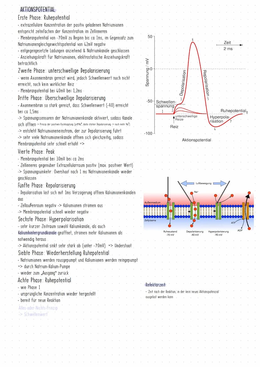 Neurobiologic
Vom. Reiz zur Reaktion Prozesse der Informationsverarbeitung erklaren
GRUNDLAGEN
- Nerven- & Sinneszellen als Grundelemente vo