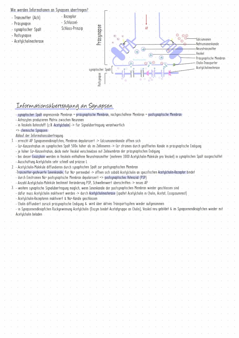Neurobiologic
Vom. Reiz zur Reaktion Prozesse der Informationsverarbeitung erklaren
GRUNDLAGEN
- Nerven- & Sinneszellen als Grundelemente vo