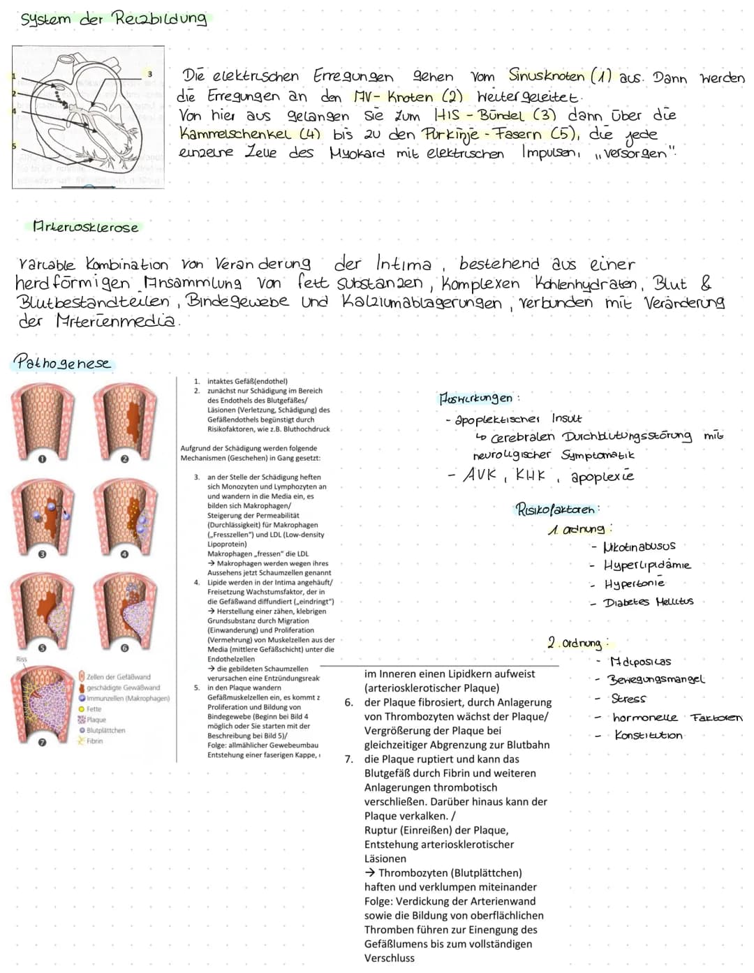Herz kreislauf Herz
V. cava superior
A. pulmonalis dextra
Vv pulmonales dextrae-
Valva pulmonalis
Atrium dextrum
Valva tricuspidalis
Ventric