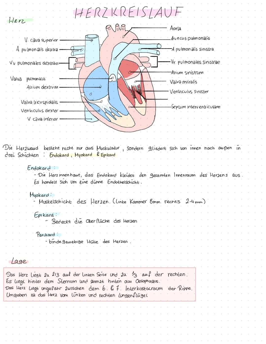 Herz kreislauf Herz
V. cava superior
A. pulmonalis dextra
Vv pulmonales dextrae-
Valva pulmonalis
Atrium dextrum
Valva tricuspidalis
Ventric