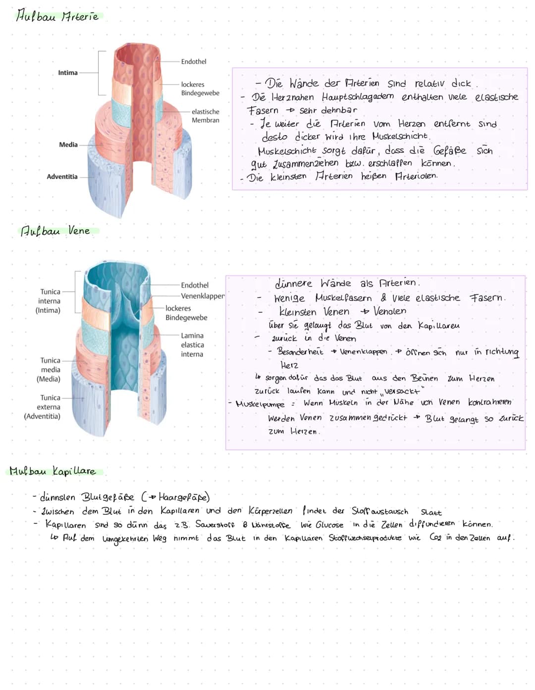 Herz kreislauf Herz
V. cava superior
A. pulmonalis dextra
Vv pulmonales dextrae-
Valva pulmonalis
Atrium dextrum
Valva tricuspidalis
Ventric
