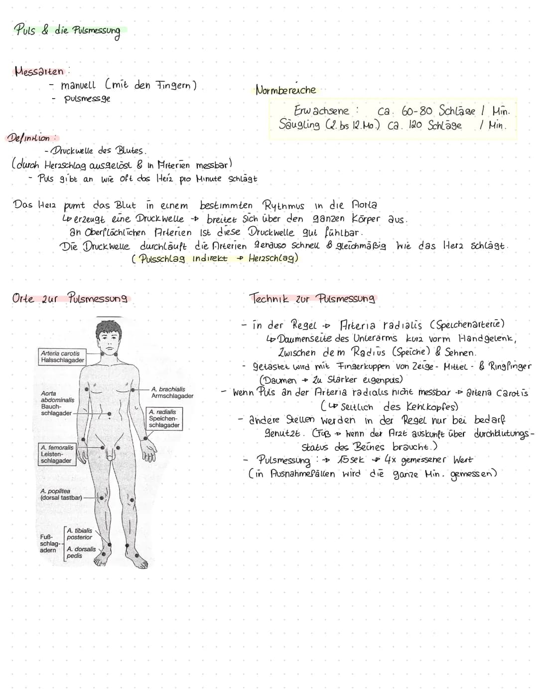 Herz kreislauf Herz
V. cava superior
A. pulmonalis dextra
Vv pulmonales dextrae-
Valva pulmonalis
Atrium dextrum
Valva tricuspidalis
Ventric