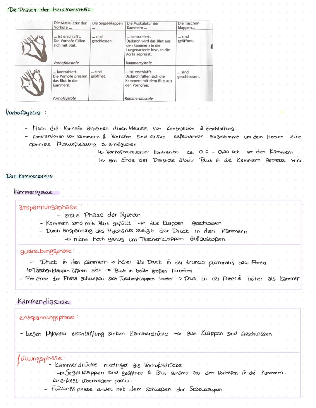 Herz kreislauf Herz
V. cava superior
A. pulmonalis dextra
Vv pulmonales dextrae-
Valva pulmonalis
Atrium dextrum
Valva tricuspidalis
Ventric