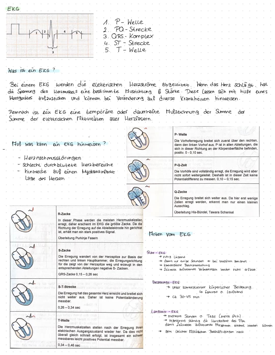 Herz kreislauf Herz
V. cava superior
A. pulmonalis dextra
Vv pulmonales dextrae-
Valva pulmonalis
Atrium dextrum
Valva tricuspidalis
Ventric
