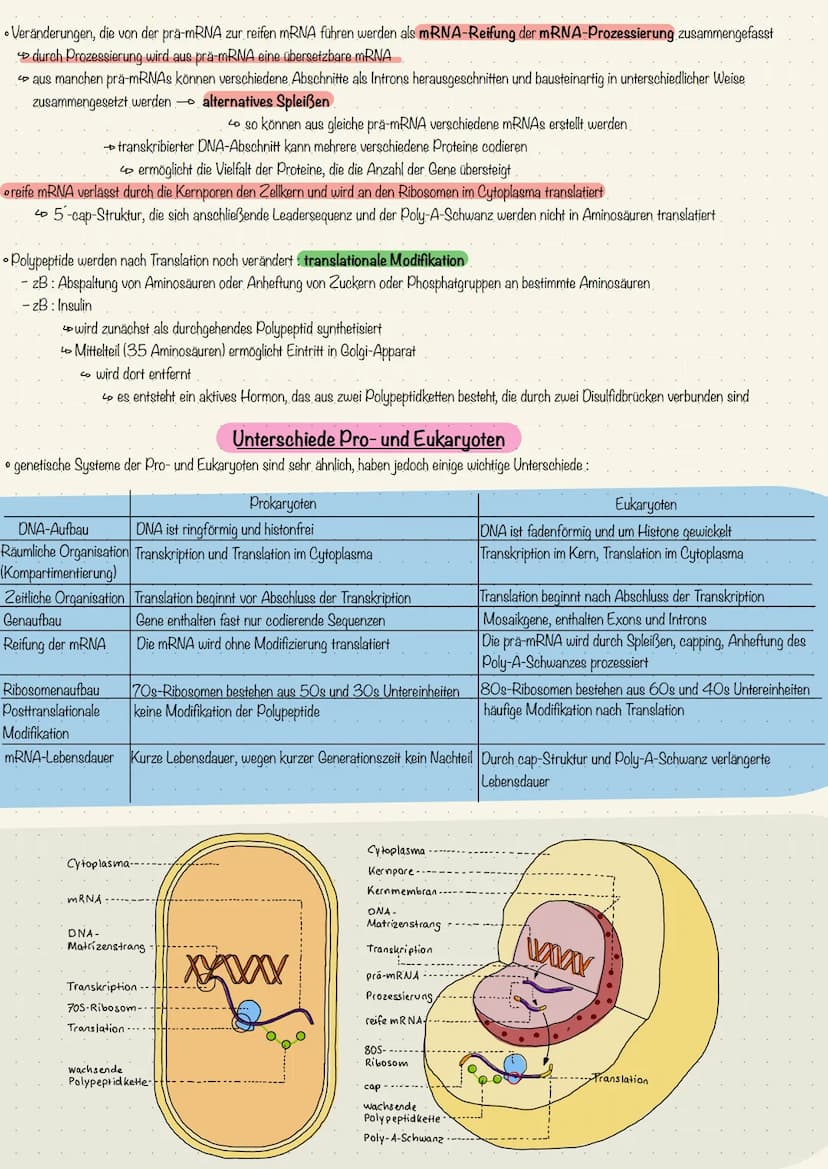 Das genetische System der Eukaryoten
• eukaryotische Gene bestehen nicht aus einer durchgehend codierenden Nukleotidsequenz
co sie sind gest