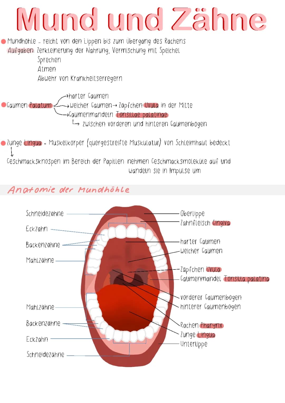 Mund und Zähne