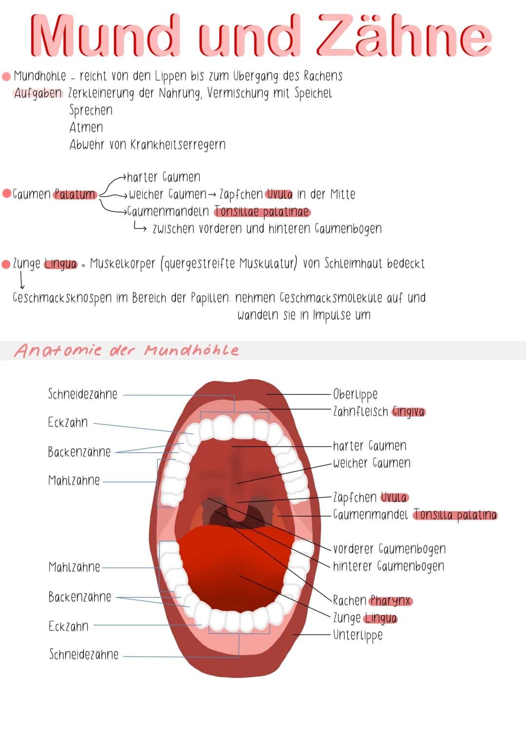 Mund und Zähne
Mundhöhle - reicht von den Lippen bis zum Übergang des Rachens
Aufgaben: Zerkleinerung der Nahrung, Vermischung mit Speichel
