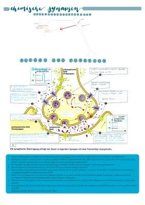 Know Frequenz & Amplitude, Verrechnungsprozesse, IPSPS/EPSP, Aufbau und Funktion einer chemischen Synapse thumbnail