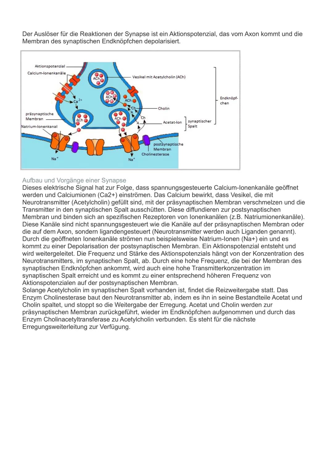 schemische synapsen
.
●
AUFBAU UND FU
Aktionspotenzial im
Endknöpfchen
präsynaptische
Zelle
(Präsynapse)
0
-70
AP erreicht Endknöpfchen
> Sp
