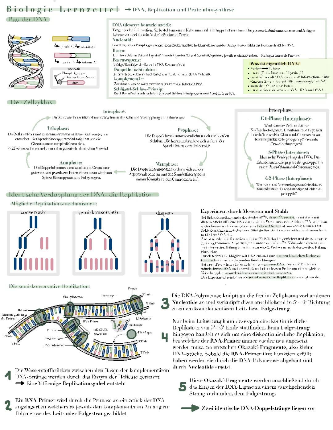 Semikonservative DNA-Replikation, Zellzyklus und Proteinbiosynthese einfach erklärt