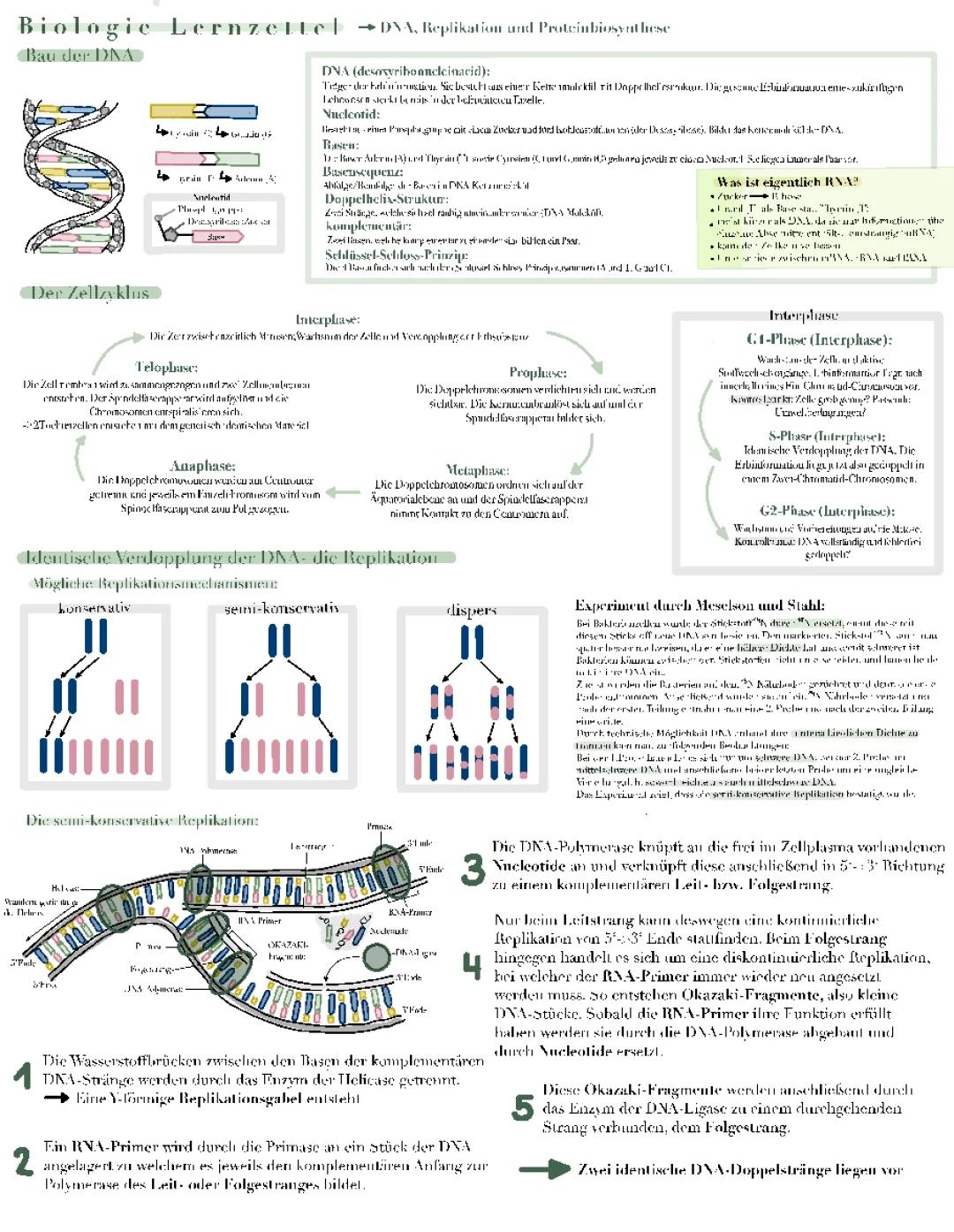 Semikonservative Replikation und Proteinbiosynthese einfach erklärt