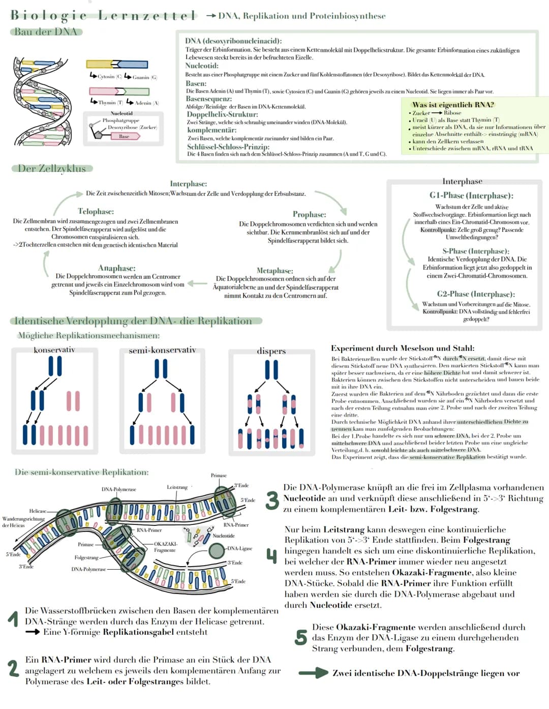 Biologie Lernzettel →DNA, Replikation und Proteinbiosynthese
Bau der DNA
Der Zellzyklus
konservativ
11
5'Ende
W
Helicase.
Wanderungsrichtung