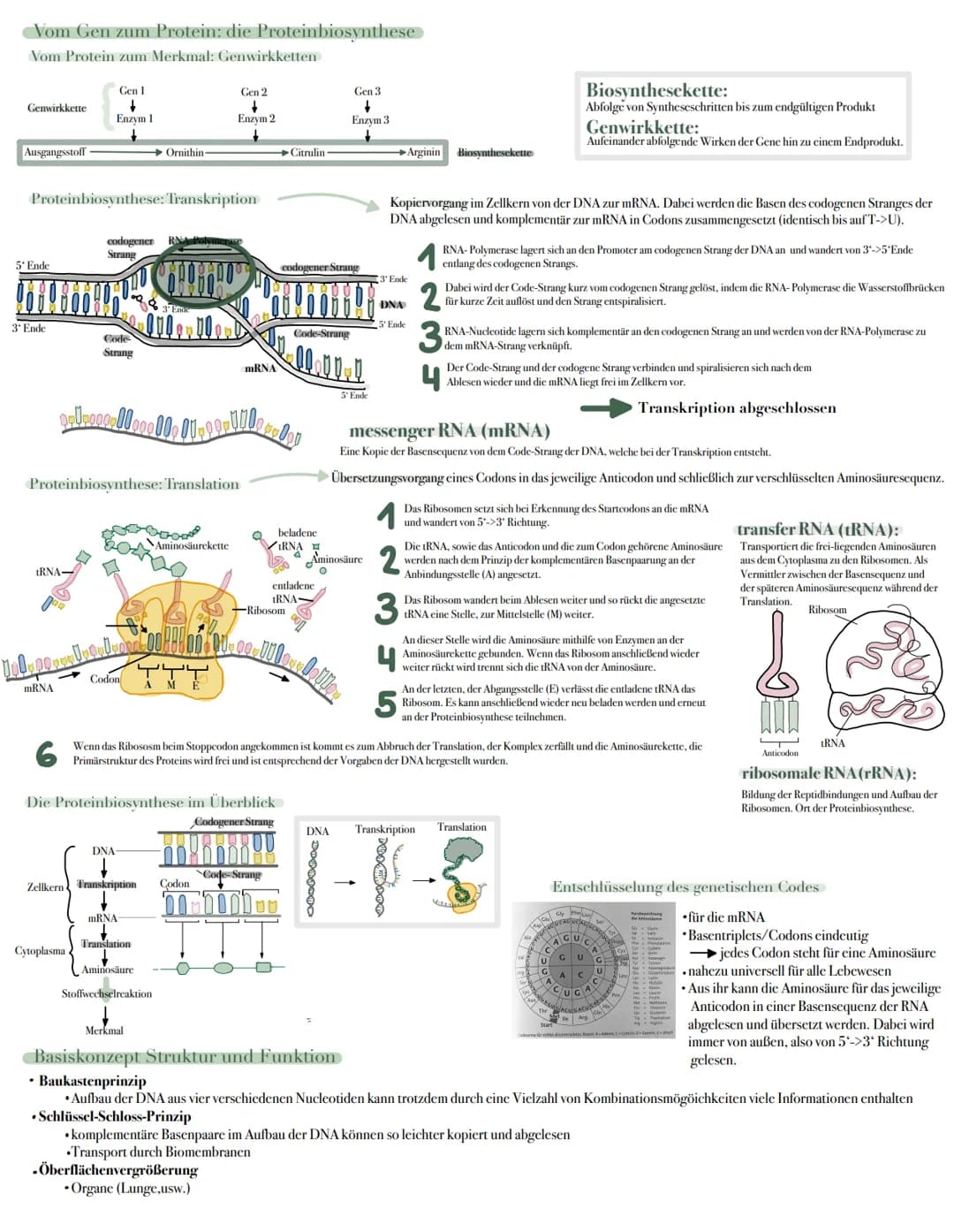 Biologie Lernzettel →DNA, Replikation und Proteinbiosynthese
Bau der DNA
Der Zellzyklus
konservativ
11
5'Ende
W
Helicase.
Wanderungsrichtung