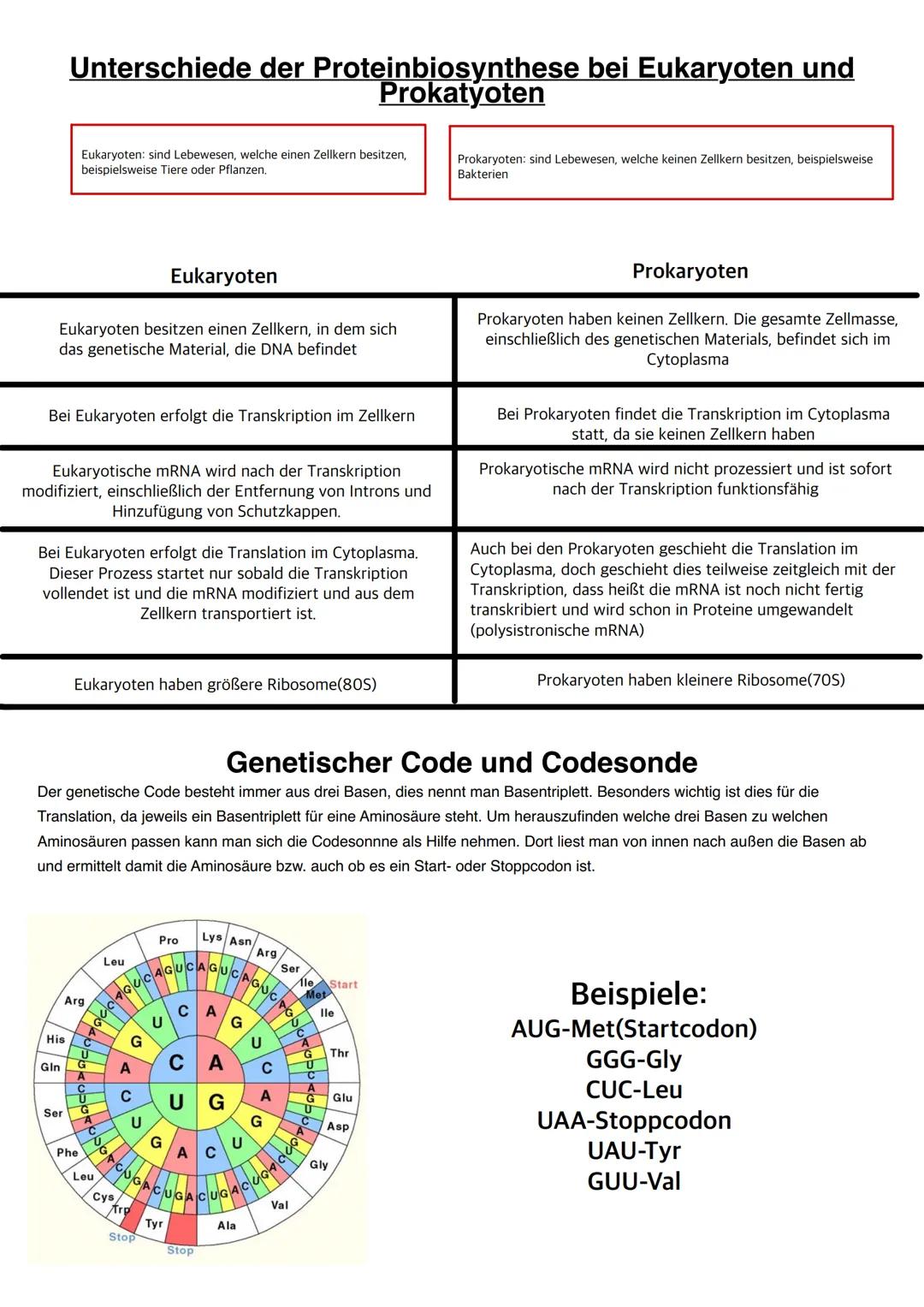 # Unterschiede der Proteinbiosynthese bei Eukaryoten und
Prokatyoten

Eukaryoten: sind Lebewesen, welche einen Zellkern besitzen,
beispielsw