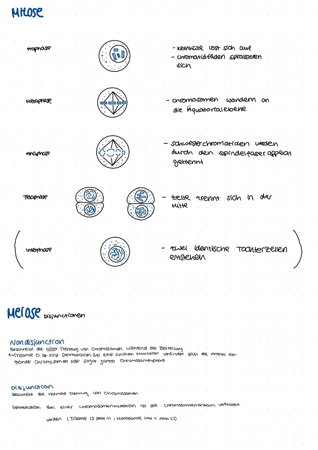 Mitose
prophase
Metaphase
Anaphase
Telophase
Interphase
Meiose Disjunctionen
Disjunction
Beschreibt
@
Genmutation:
Bei
....
die normale Tren