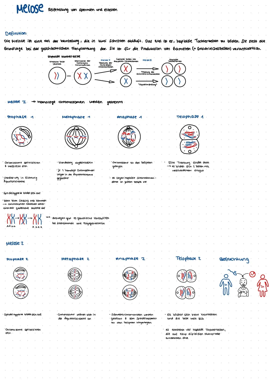 Mitose
prophase
Metaphase
Anaphase
Telophase
Interphase
Meiose Disjunctionen
Disjunction
Beschreibt
@
Genmutation:
Bei
....
die normale Tren