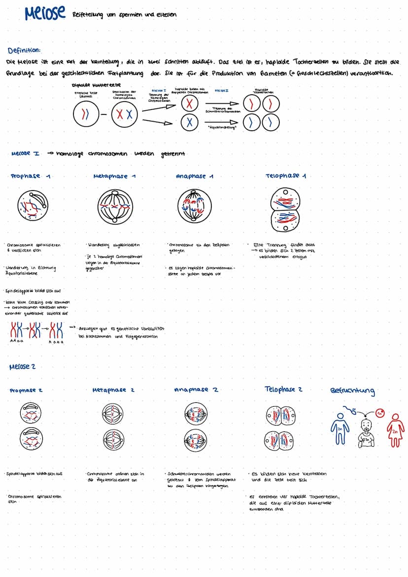Mitose
prophase
Metaphase
Anaphase
Telophase
Interphase
Meiose Disjunctionen
Disjunction
Beschreibt
@
Genmutation:
Bei
....
die normale Tren