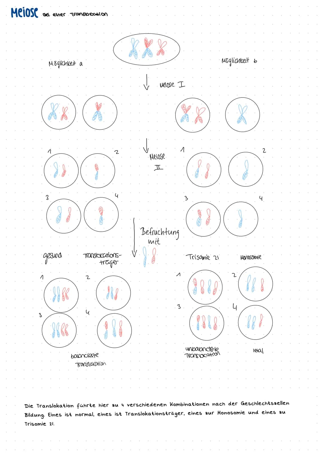 Mitose
prophase
Metaphase
Anaphase
Telophase
Interphase
Meiose Disjunctionen
Disjunction
Beschreibt
@
Genmutation:
Bei
....
die normale Tren