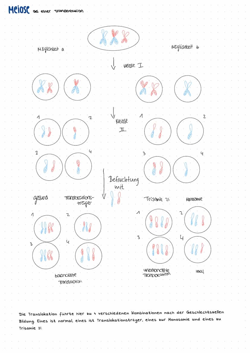 Mitose
prophase
Metaphase
Anaphase
Telophase
Interphase
Meiose Disjunctionen
Disjunction
Beschreibt
@
Genmutation:
Bei
....
die normale Tren