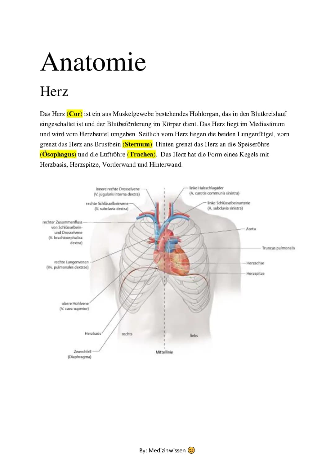 Anatomie Herz / Herz-Kreislauf-System