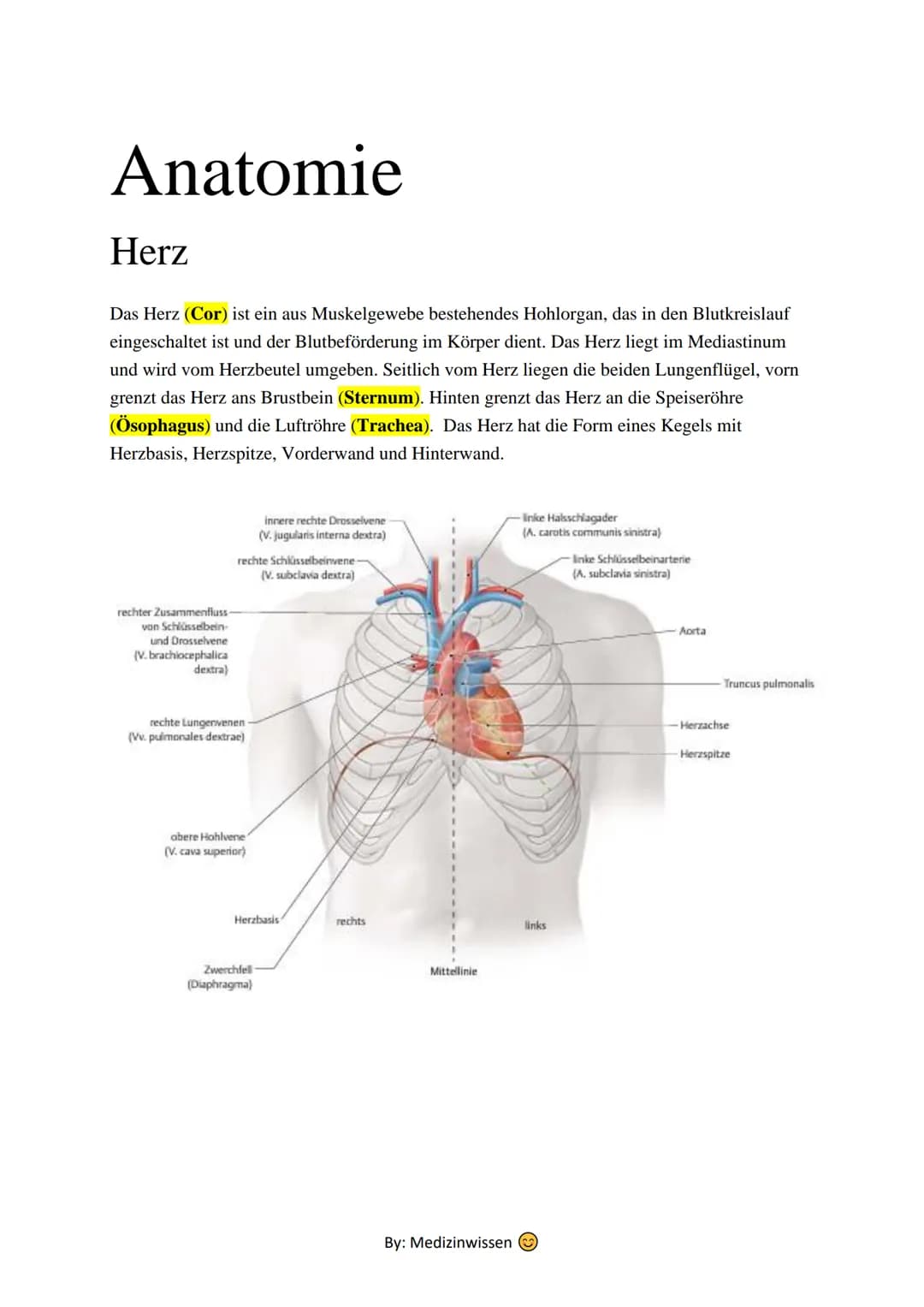 Anatomie
Herz
Das Herz (Cor) ist ein aus Muskelgewebe bestehendes Hohlorgan, das in den Blutkreislauf
eingeschaltet ist und der Blutbeförder