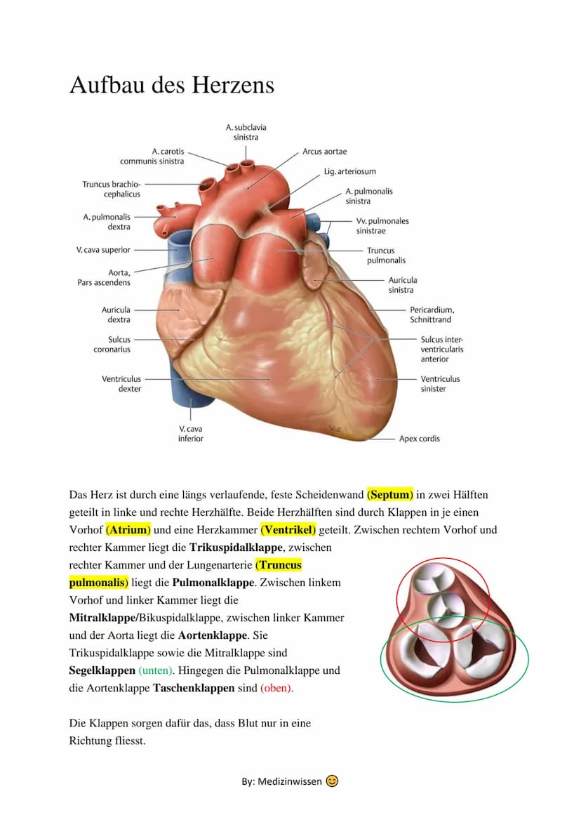 Anatomie
Herz
Das Herz (Cor) ist ein aus Muskelgewebe bestehendes Hohlorgan, das in den Blutkreislauf
eingeschaltet ist und der Blutbeförder