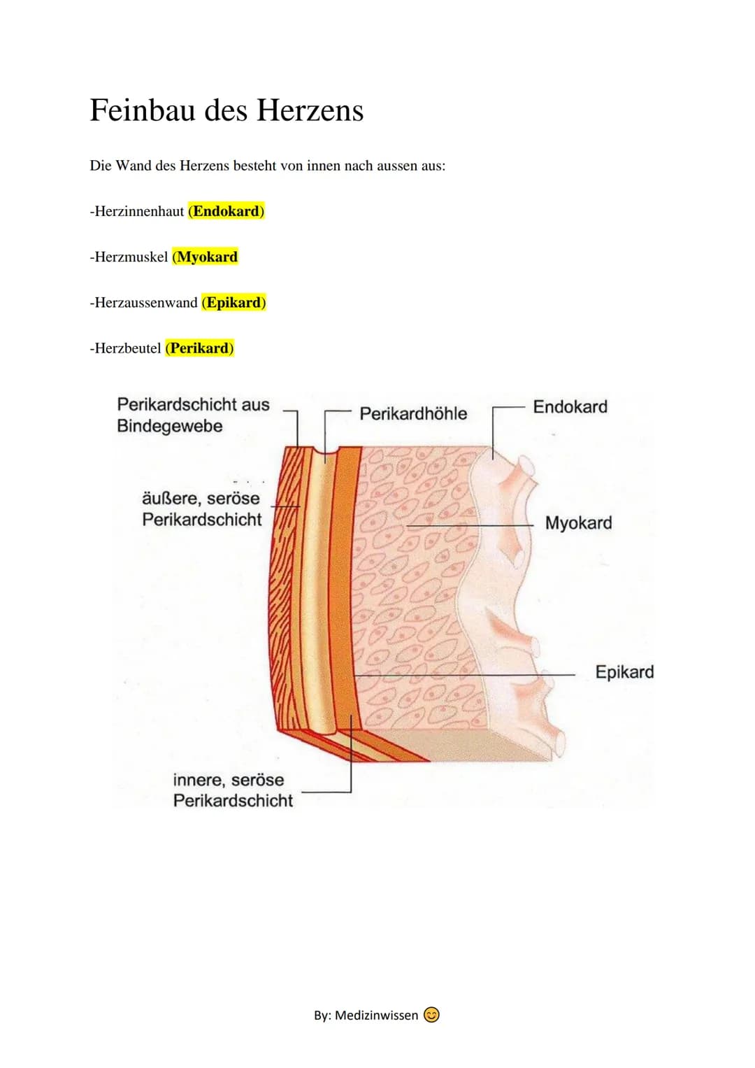 Anatomie
Herz
Das Herz (Cor) ist ein aus Muskelgewebe bestehendes Hohlorgan, das in den Blutkreislauf
eingeschaltet ist und der Blutbeförder