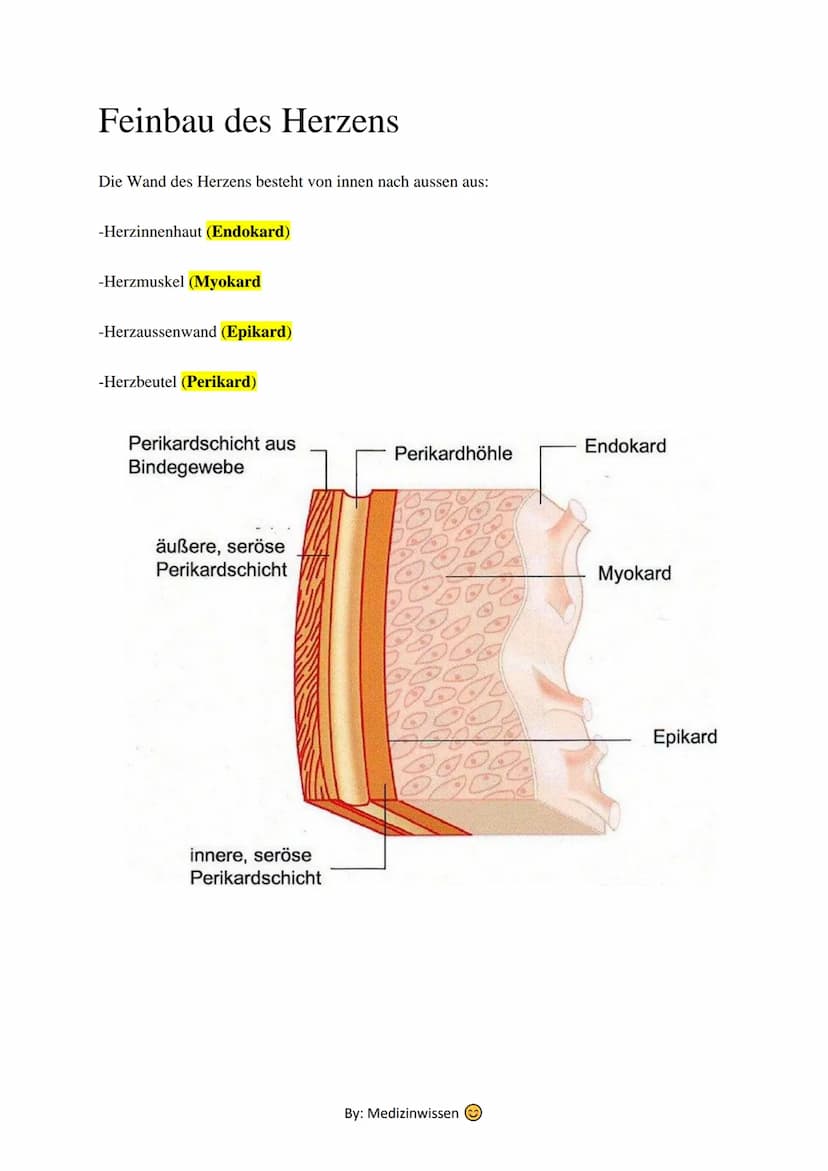 Anatomie
Herz
Das Herz (Cor) ist ein aus Muskelgewebe bestehendes Hohlorgan, das in den Blutkreislauf
eingeschaltet ist und der Blutbeförder