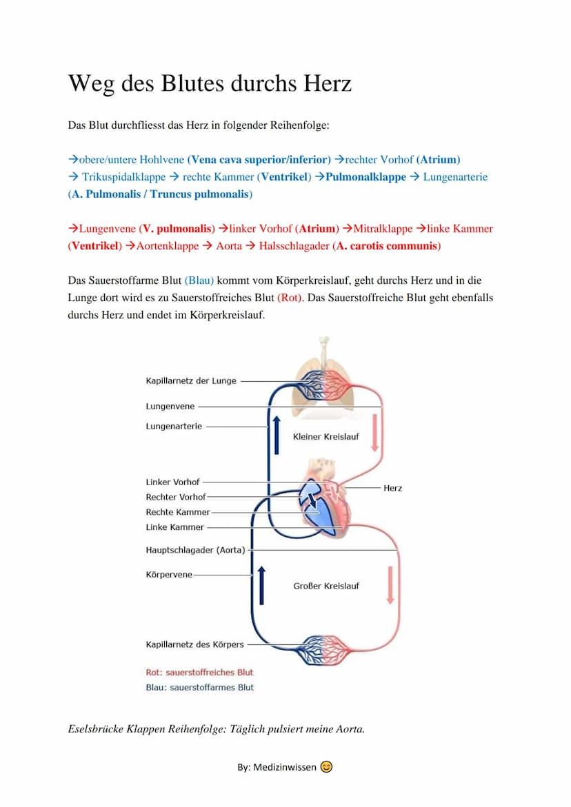 Anatomie
Herz
Das Herz (Cor) ist ein aus Muskelgewebe bestehendes Hohlorgan, das in den Blutkreislauf
eingeschaltet ist und der Blutbeförder