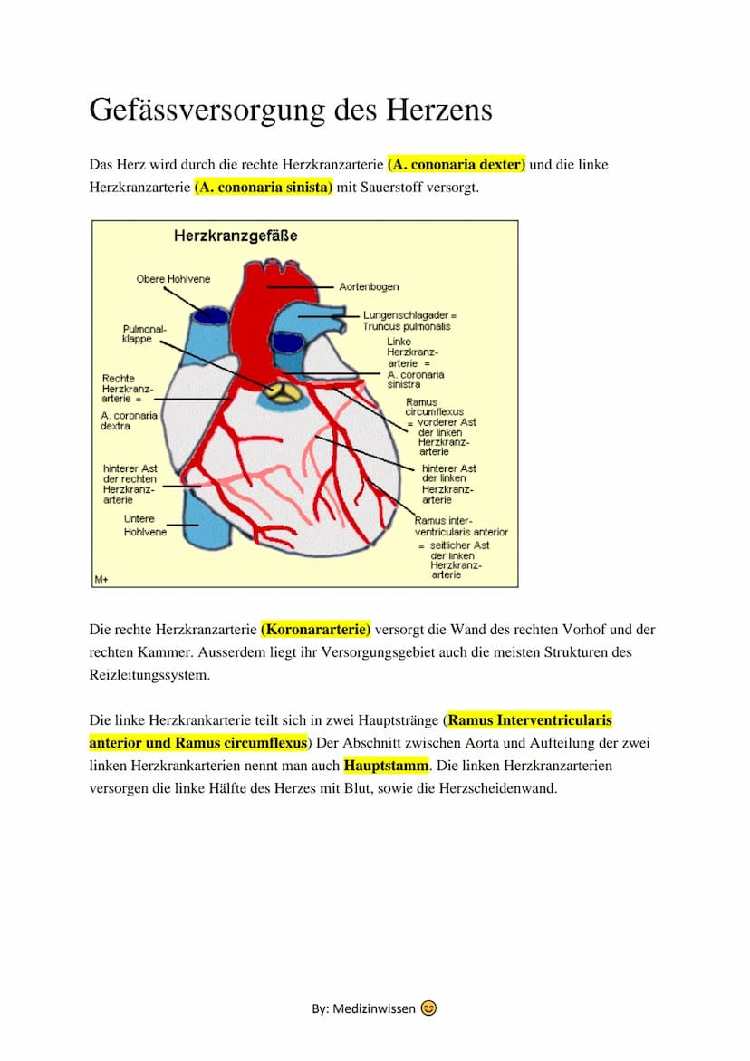 Anatomie
Herz
Das Herz (Cor) ist ein aus Muskelgewebe bestehendes Hohlorgan, das in den Blutkreislauf
eingeschaltet ist und der Blutbeförder
