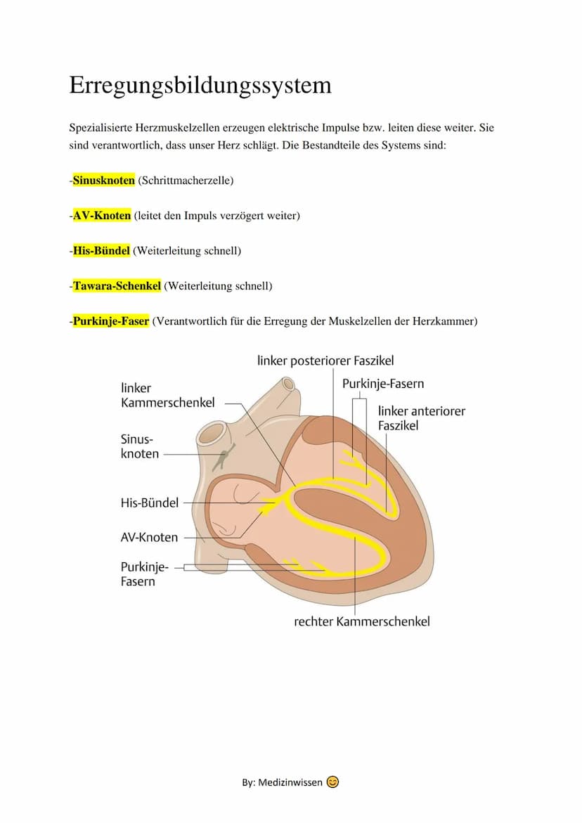Anatomie
Herz
Das Herz (Cor) ist ein aus Muskelgewebe bestehendes Hohlorgan, das in den Blutkreislauf
eingeschaltet ist und der Blutbeförder