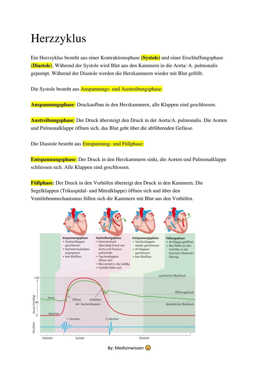 Anatomie
Herz
Das Herz (Cor) ist ein aus Muskelgewebe bestehendes Hohlorgan, das in den Blutkreislauf
eingeschaltet ist und der Blutbeförder